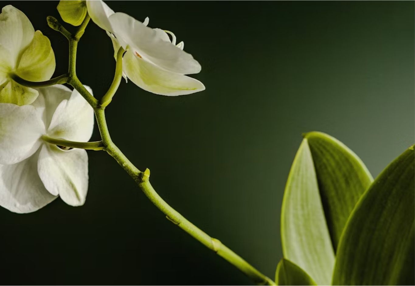 The Garden Collection